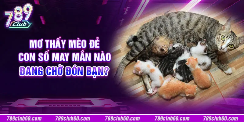 Mơ thấy mèo đẻ: Con số may mắn nào đang chờ đón bạn?